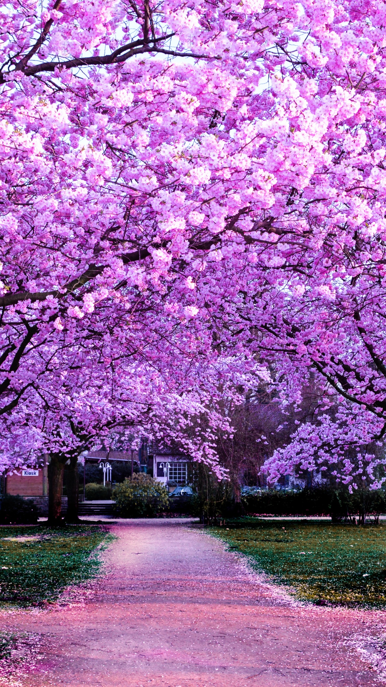 Cherry Blossom Trees 4K Wallpaper, Purple Flowers, Pathway